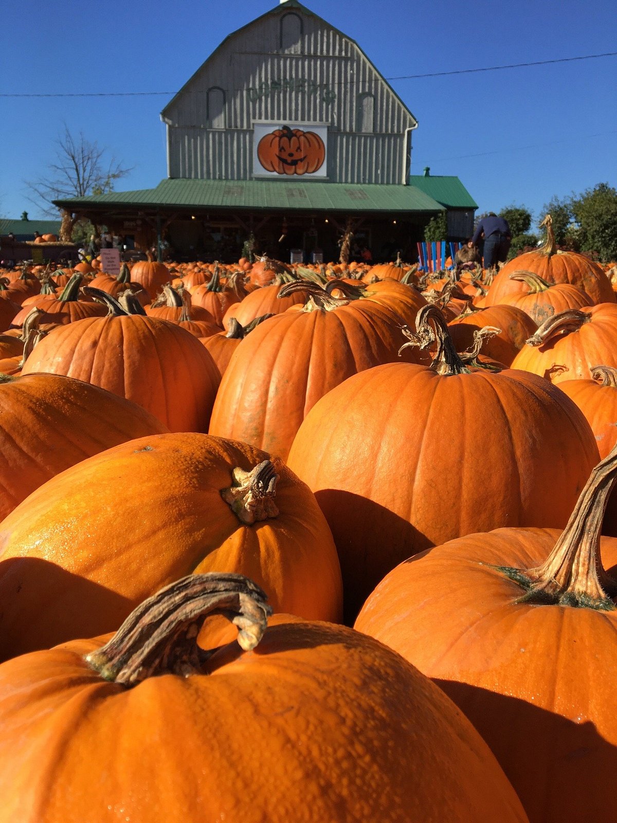 A Toddler’s Guide to Autumn in the GTA
